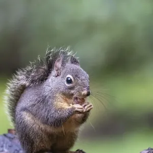 Douglas Squirrel standing on a log eating a peanut Douglas Squirrel standing on a log eating a peanut