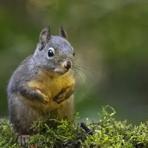 Douglas Squirrel standing on back paws on a moss-covered log Douglas Squirrel standing on back paws on a moss-covered log