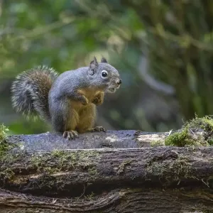 Douglas Squirrel vocalizing on a moss-covered log Douglas Squirrel vocalizing on a moss-covered log