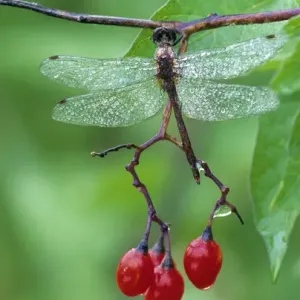 Dragonfly on Branch. Credit as: Nancy Rotenberg / Jaynes Gallery / DanitaDelimont