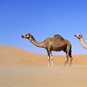 Dromedary camel (Camelus dromedarius) in the Rub al-Khali, United Arab Emirates, Middle East