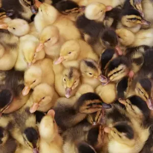 Ducklings Print, Can Duoc Market, Long An Province Ducklings Print, Can Duoc Market, Long An Province
