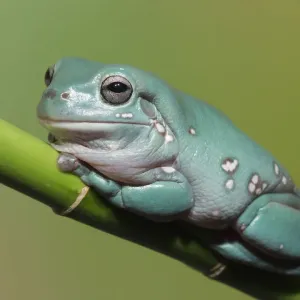 Dumpty Tree Frog Print (Australia) Dumpty Tree Frog Print (Australia)