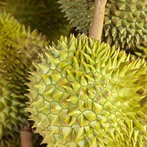 Durians, Can Duoc Market, Long An Province, Mekong Delta, Vietnam