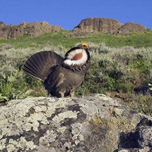 Dusky Grouse, courtship display