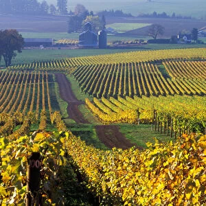The early Fall morning over Stoller vineyard in a Willamette Valley near Dundee