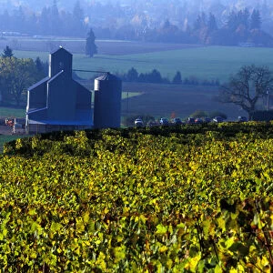 The early morning rays play across the leave of the grape vines, Willamette Valley