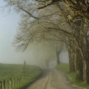 Early morning view of Sparks Lane, Cades Cove, Great Smoky Mountains National Park