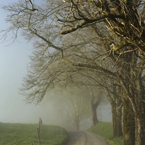 Early morning view of Sparks Lane, Cades Cove, Great Smoky Mountains National Park