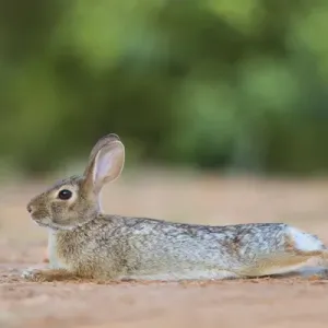 Eastern Cottontail Rabbit (Sylvilagus floridanus) resting in shade