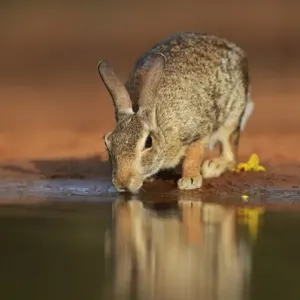Eastern Cottontail Print, Adult Drinking at Pond in South Texas
