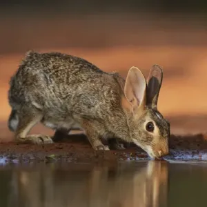 Eastern Cottontail (Sylvilagus floridanus), adult drinking at pond, South Texas, USA