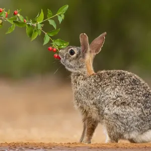 Eastern Cottontail (Sylvilagus floridanus) feeding Eastern Cottontail (Sylvilagus floridanus) feeding