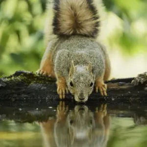 Eastern Fox Squirrel Print, Adult Drinking in Texas Hill Country