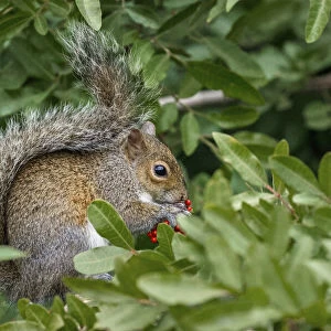 Eastern gray squirrel, Merritt Island National Wildlife Refuge, Florida
