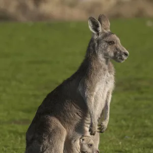 Eastern Grey Kangaroo (Macropus giganteus) with Joey in Pouch, Eltham College Environmental Reserve