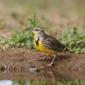 Eastern Meadowlark (Sturnella magna) drinking