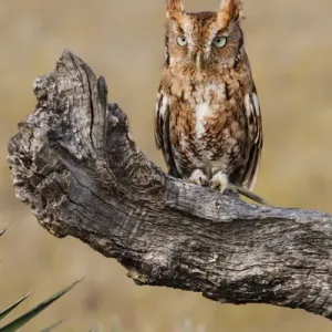 Eastern Screech Owl (Otus asio) roosting in tree