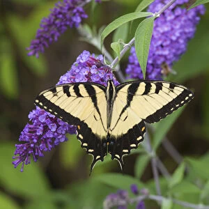 Eastern Tiger Swallowtail Butterfly (Papilio glaucus) male on Butterfly Bush (Buddleia