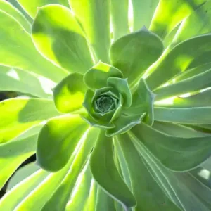 Echeveria, USA