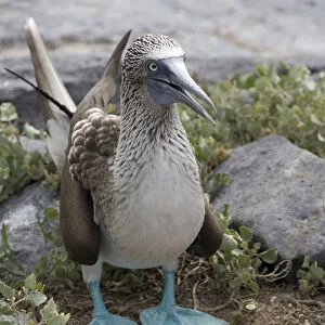 Ecuador, Galapagos. Espanoloa (aka Hood), Punta Suarez. Bluefooted booby showing
