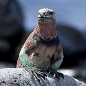 Ecuador, Galapagos. Espanoloa (aka Hood), Punta Suarez. Marine Iguana (WILD: Amblyrhynchus