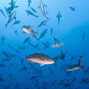 Ecuador, Galapagos Islands, Darwin Island, Underwater view of schooling Pacific Creolefish
