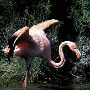 Ecuador, Galapagos Islands, Flamingo (Phoenicopterus ruber) standing in lagoon near