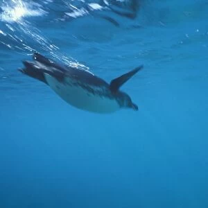 Ecuador, Galapagos Islands, Galapagos Penguin (Spheniscus mendiculus) swimming in