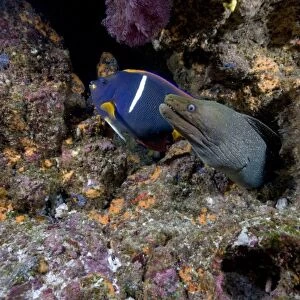 Ecuador, Galapagos Islands National Park, Wolf Island, Underwater view of Spotted Moray Eel