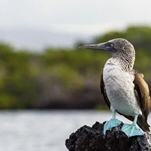 Ecuador, Galapagos Islands, Santa Cruz. Black Turtle Cove, Blue-footed booby perching