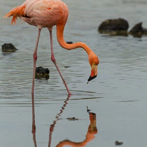 Ecuador, Galapagos National Park. Wading greater flamingo