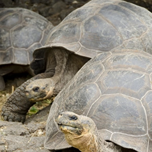 Ecuador, Galapagos, Santa Cruz. Charles Darwin Research Center. Giant Galapagos tortoise