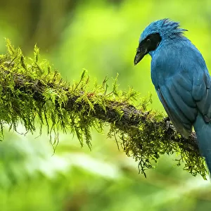 Ecuador, Guango. Turquoise jay on limb