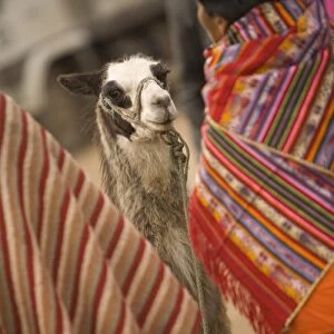 Ecuador, llama at weekly market which draws indigenous people from surrounding villages