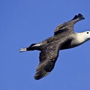 Ecuador. A Waved Albatross, a Critically Endangered. species, soars cliff-side