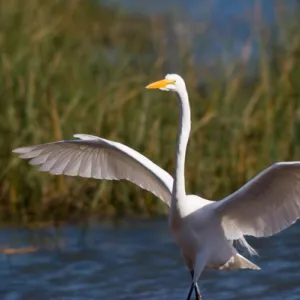 Egret, wings open, Marin Headlands, CA