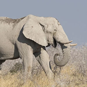 Elephant, Loxodonta Africana Africana, eats acacia bushes in Etosha National Park