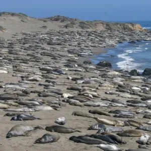 Elephant Seals on Beach, San Simeon, California Elephant Seals on Beach, San Simeon, California
