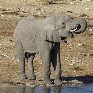 Elephant at waterhole, Etosha National Park, Namibia