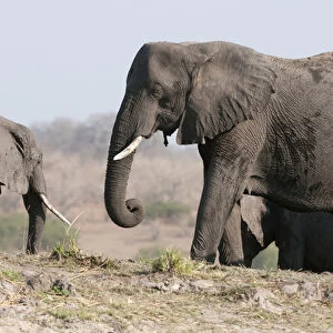 Elephants (Loxodonta africana), Chobe National Park, Botswana
