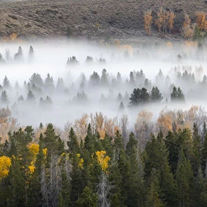 Elevated view of aspen and cottonwood trees in morning mist along Snake River, Grand Teton National Park, Wyoming