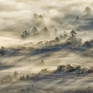 Elevated view of fog filled valley with trees emerging at sunrise, from Pounding Mill Overlook