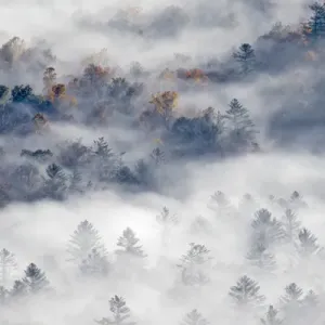 Elevated view of fog filled valley with trees emerging at sunrise, from Pounding Mill Overlook