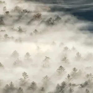 Elevated view of fog filled valley with trees emerging at sunrise, from Pounding Mill Overlook
