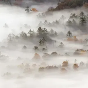 Elevated view of fog filled valley with trees emerging at sunrise, from Pounding Mill Overlook