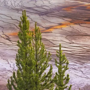 Elevated view of Grand Prismatic spring and colorful bacterial mat, Yellowstone National Park, Wyoming Elevated view of Grand Prismatic spring and colorful bacterial mat, Yellowstone National Park, Wyoming