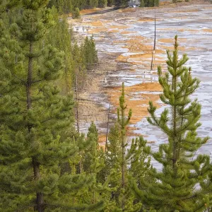 Elevated view of runoff water and bacterial mat, Grand Prismatic spring and colorful bacterial mat, Yellowstone National Park, Wyoming Elevated view of runoff water and bacterial mat, Grand Prismatic spring and colorful bacterial mat, Yellowstone National Park, Wyoming