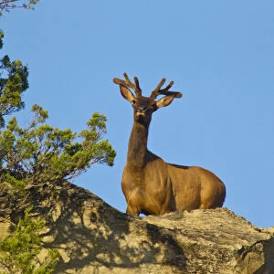 Elk in velvet at Theodore Rooosevelt National Park, North Dakota, USA