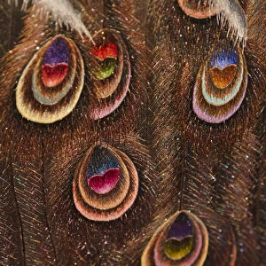 Embroidery piece depicting peacock feather